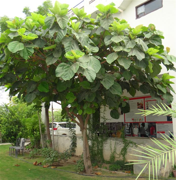 Ficus auriculata